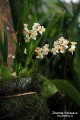 Любоваться красотами наших болот еще рано, но орхидеи уже зацвели