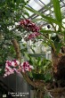 Выставка орхидей в Ботаническом саду_14