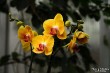 Выставка орхидей в Ботаническом саду_17
