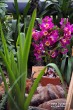 Выставка орхидей в Ботаническом саду_26