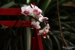 Выставка орхидей в Ботаническом саду_28
