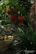 Выставка орхидей в Ботаническом саду_44