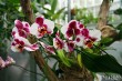 Выставка орхидей в Ботаническом саду_11