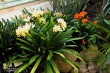 Выставка орхидей в Ботаническом саду_38