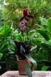 Выставка орхидей в Ботаническом саду_40